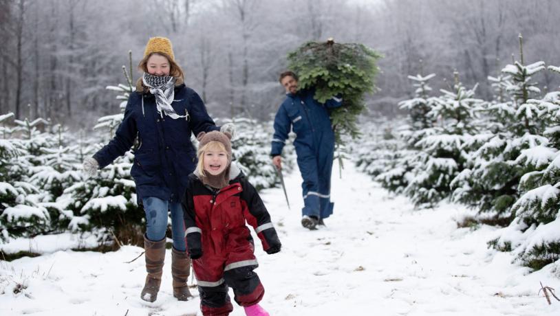 Ryegaard jul juletræ