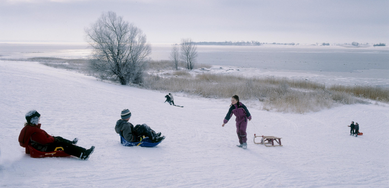 Børn og voksne kælker på sneklædt bakke ved Jyllinge i Nationalpark Skjoldungernes Land.