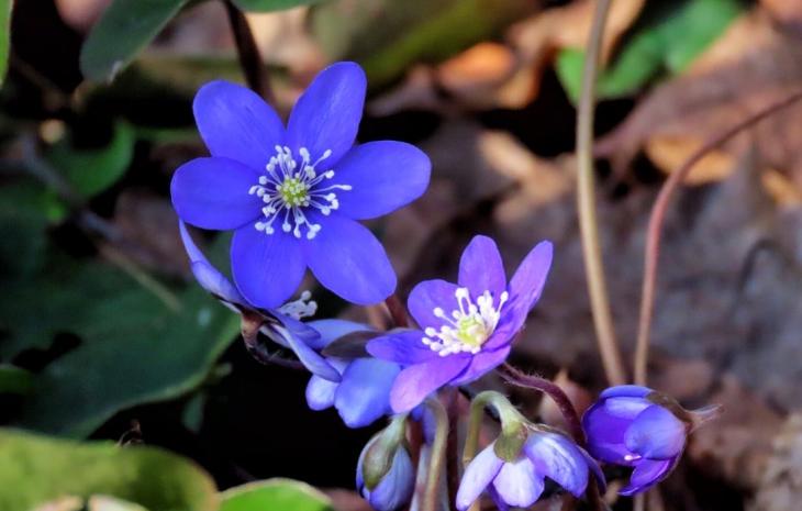 Blå anemone i Fjordlandet
